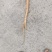 商陆