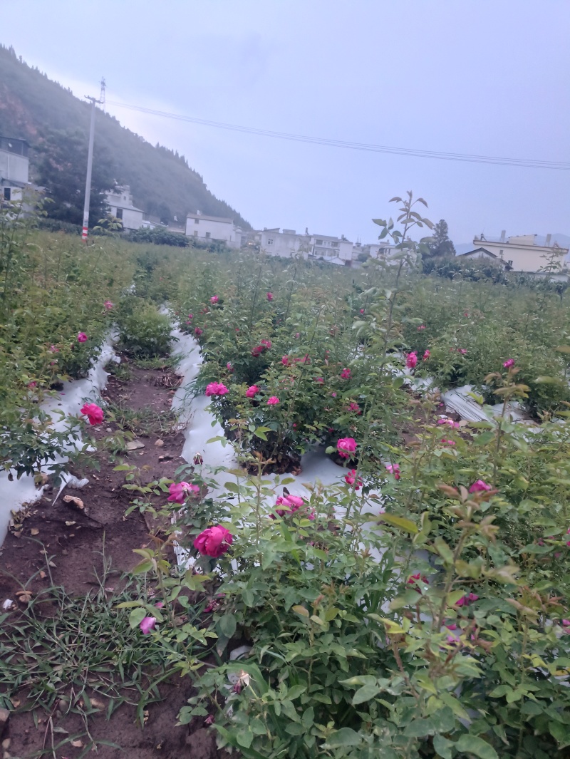 云南滇红食用玫瑰花