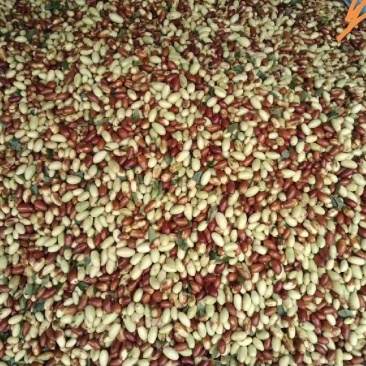 菱枣，马牙枣