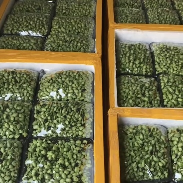 苗牙菜