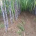水果甘蔗