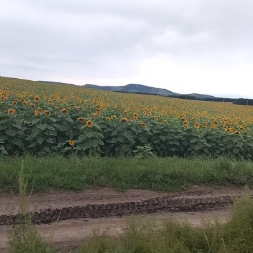 土地出租