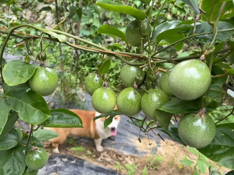 黄金百香果通货包含特大中果大果