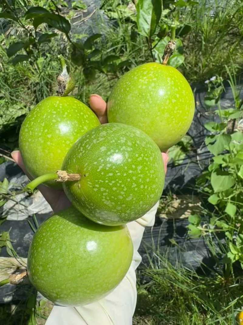 黄金百香果通货包含特大中果大果