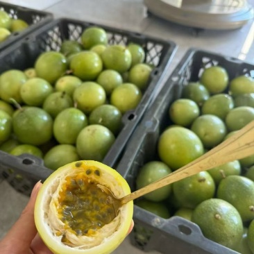 黄金百香果通货包含特大中果大果