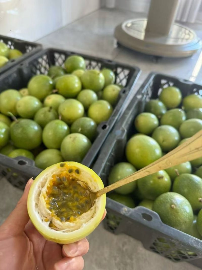 黄金百香果通货包含特大中果大果