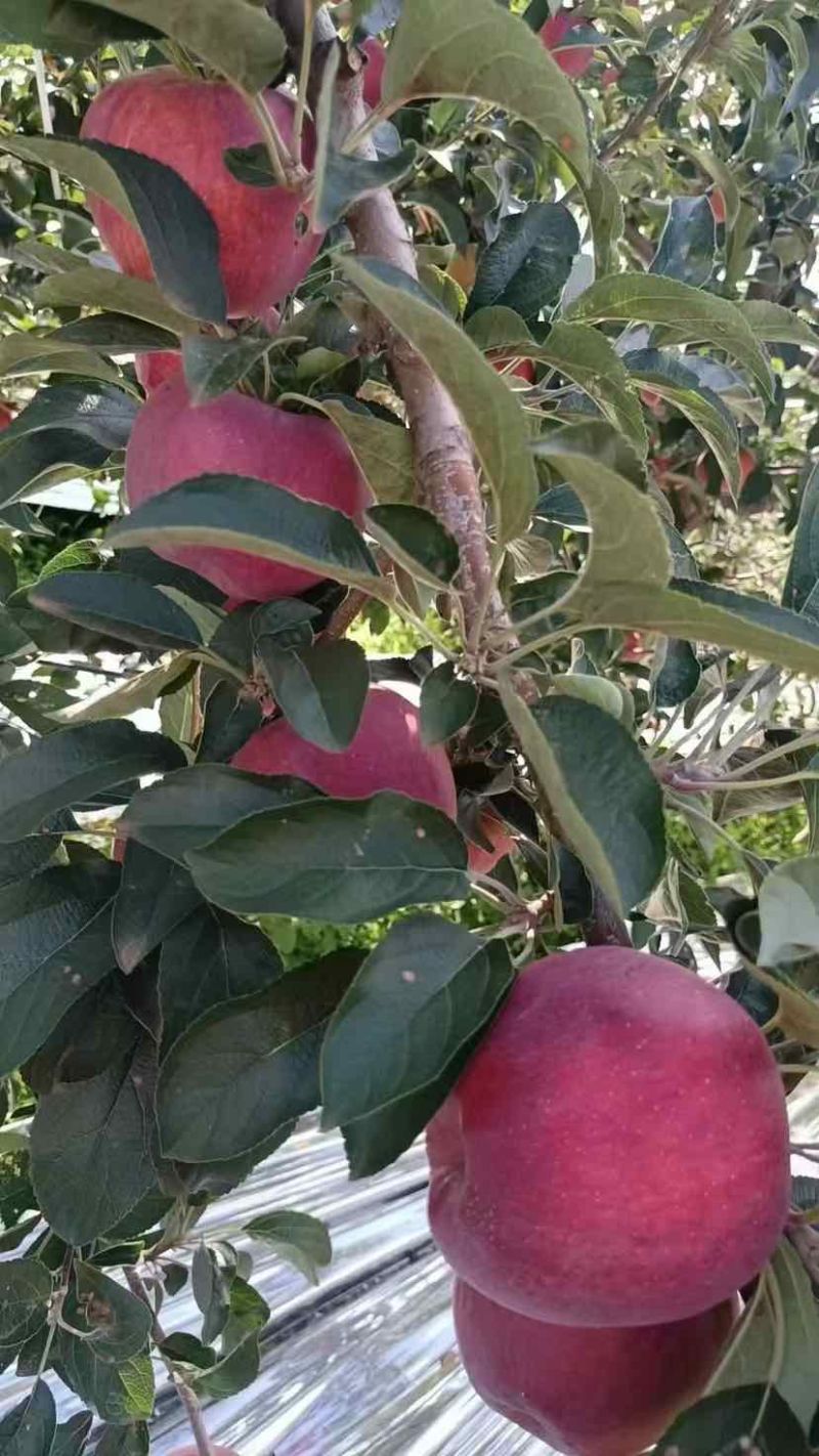 云南昭通红露苹果