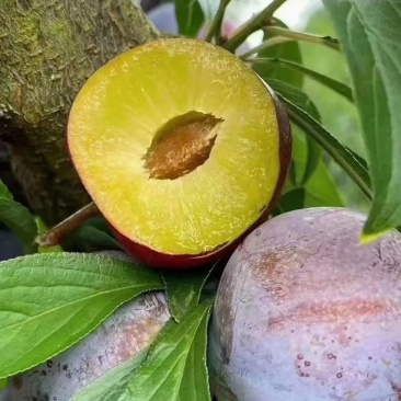 脆红李