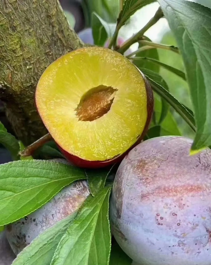 脆红李