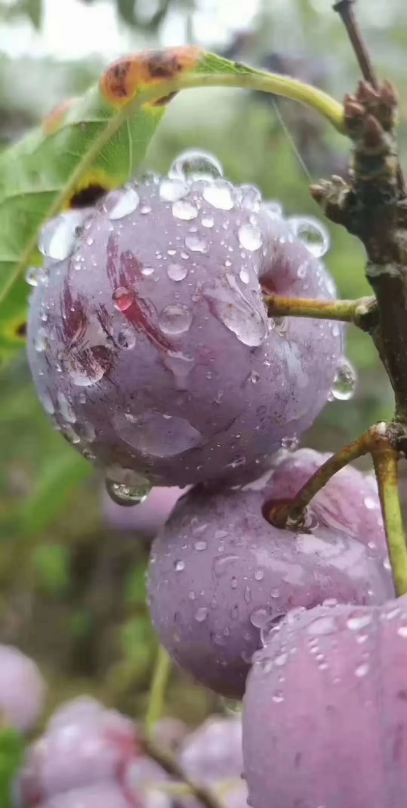 脆红李