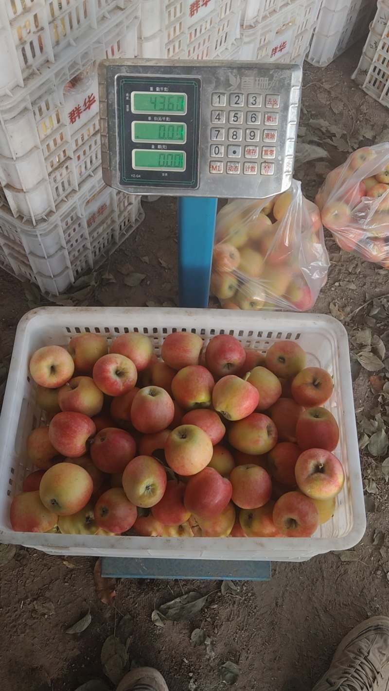 山东鲁丽苹果