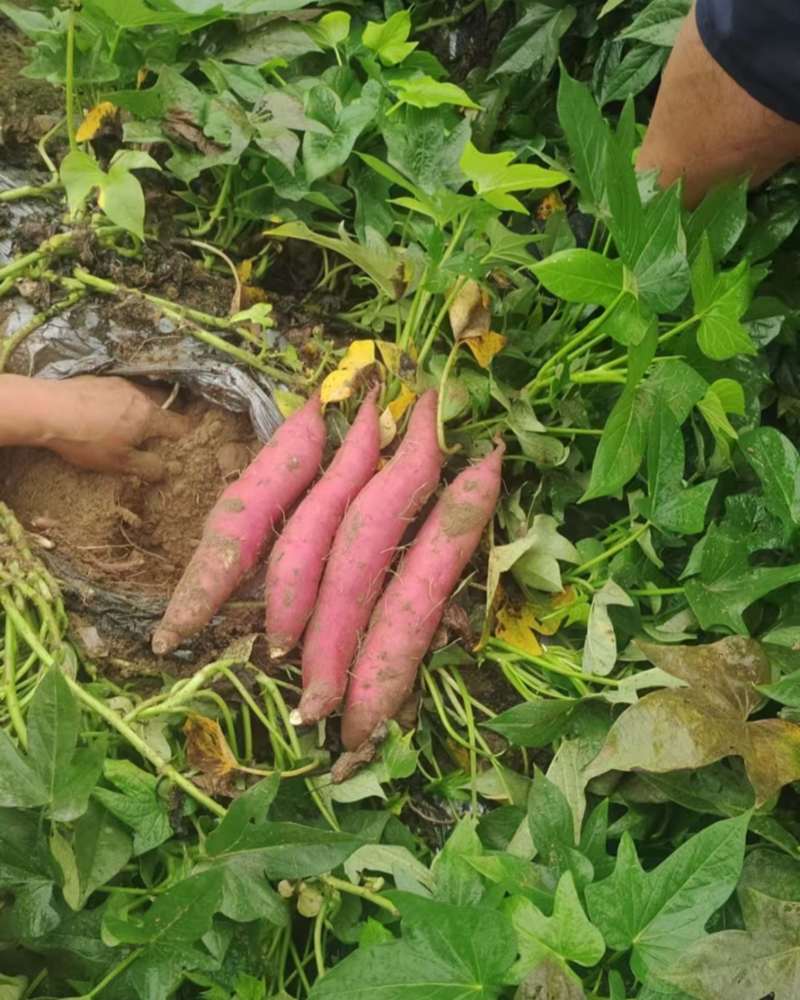 靠近山东榴莲蜜薯（美秀）大量供应、产地直发