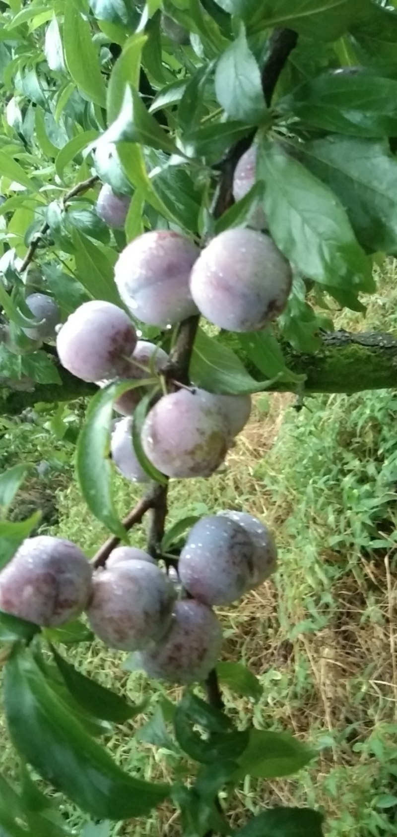 脆红李子