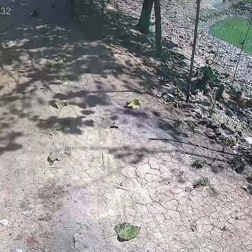 正宗苏北草鸡蛋