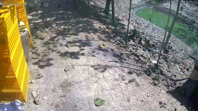 正宗苏北草鸡蛋