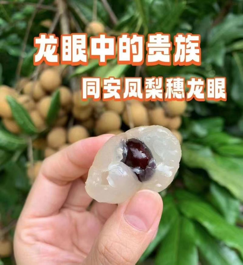 厦门市同安区新鲜凤梨穗龙眼