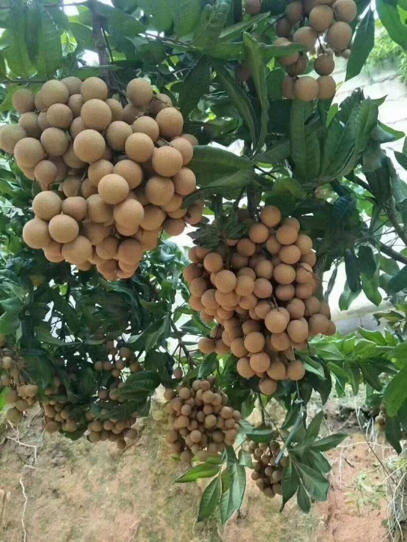 厦门市同安区新鲜凤梨穗龙眼