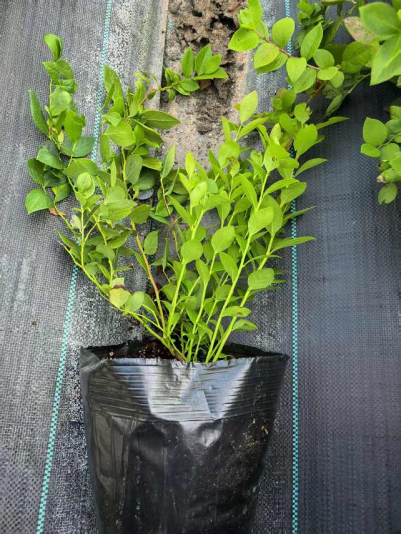 蓝莓树苗营养钵苗(当年结果)适合南方北方庭院阳台种植果树