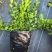 蓝莓树苗营养钵苗(当年结果)适合南方北方庭院阳台种植果树