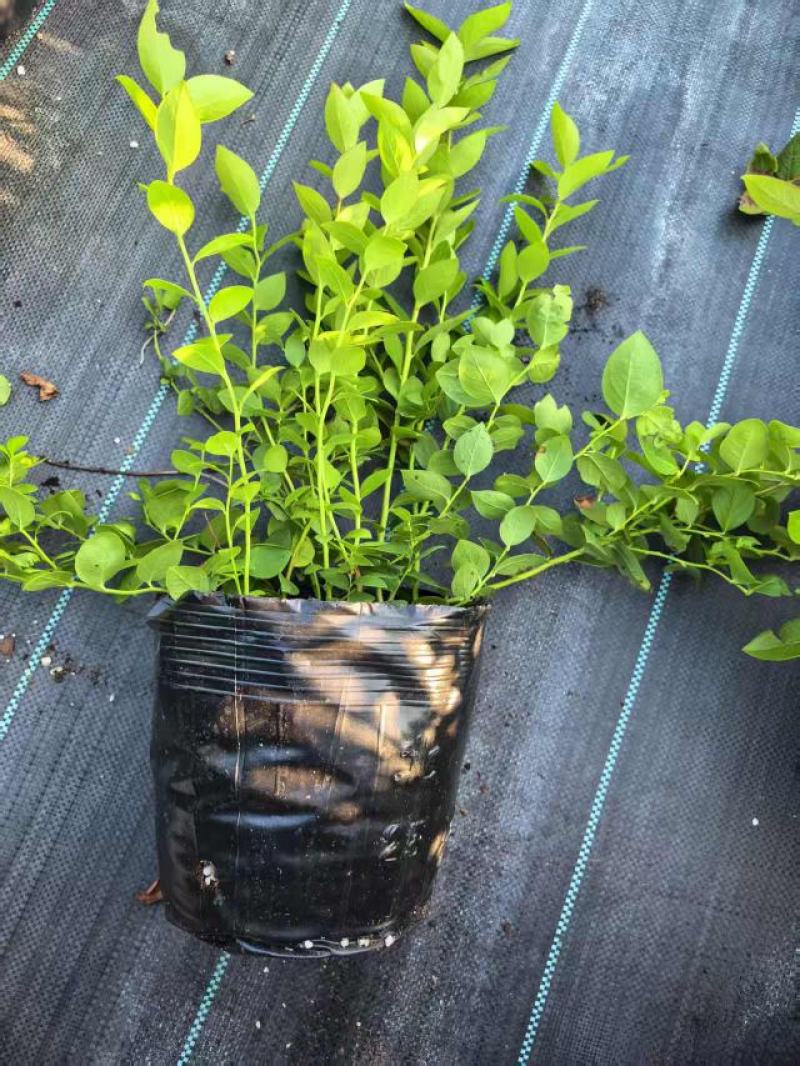 蓝莓树苗营养钵苗(当年结果)适合南方北方庭院阳台种植果树