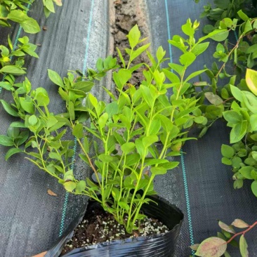蓝莓树苗营养钵苗(当年结果)适合南方北方庭院阳台种植果树