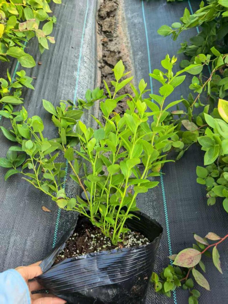 蓝莓树苗营养钵苗(当年结果)适合南方北方庭院阳台种植果树