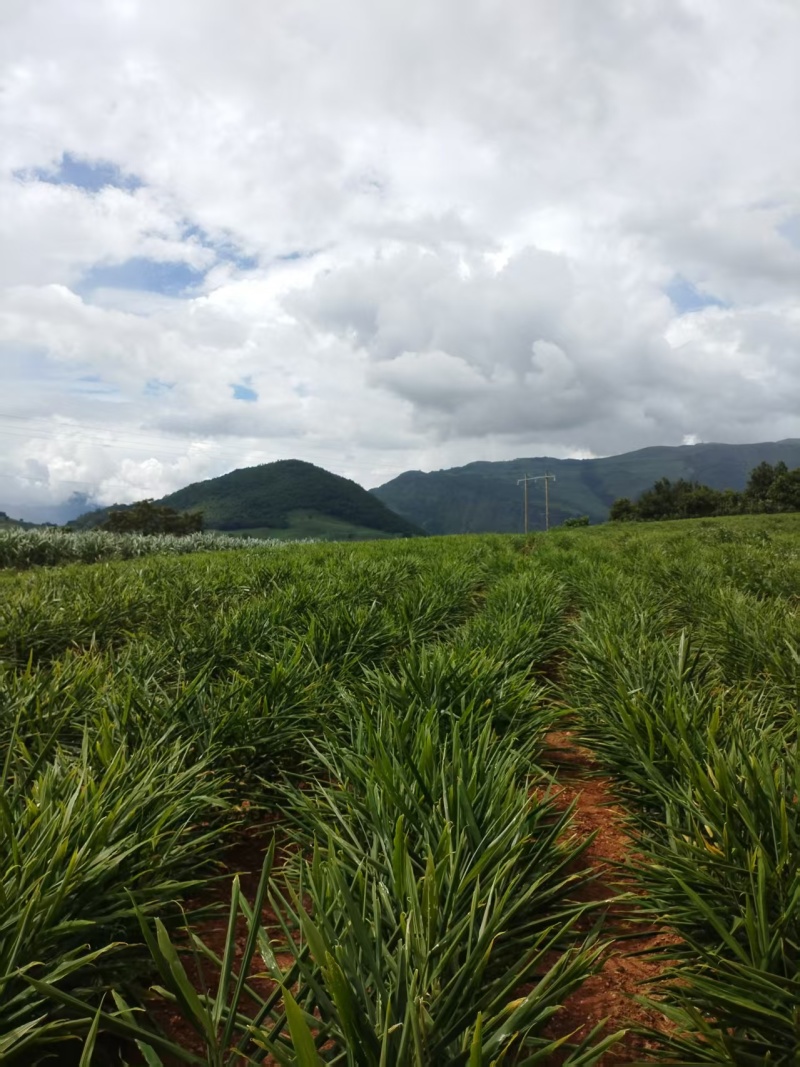 小黄姜耿马小黄姜产地批发货源充足坏烂包赔全国发货