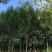 白蜡15公分