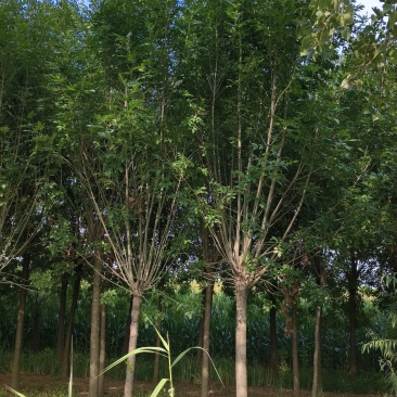 白蜡15公分
