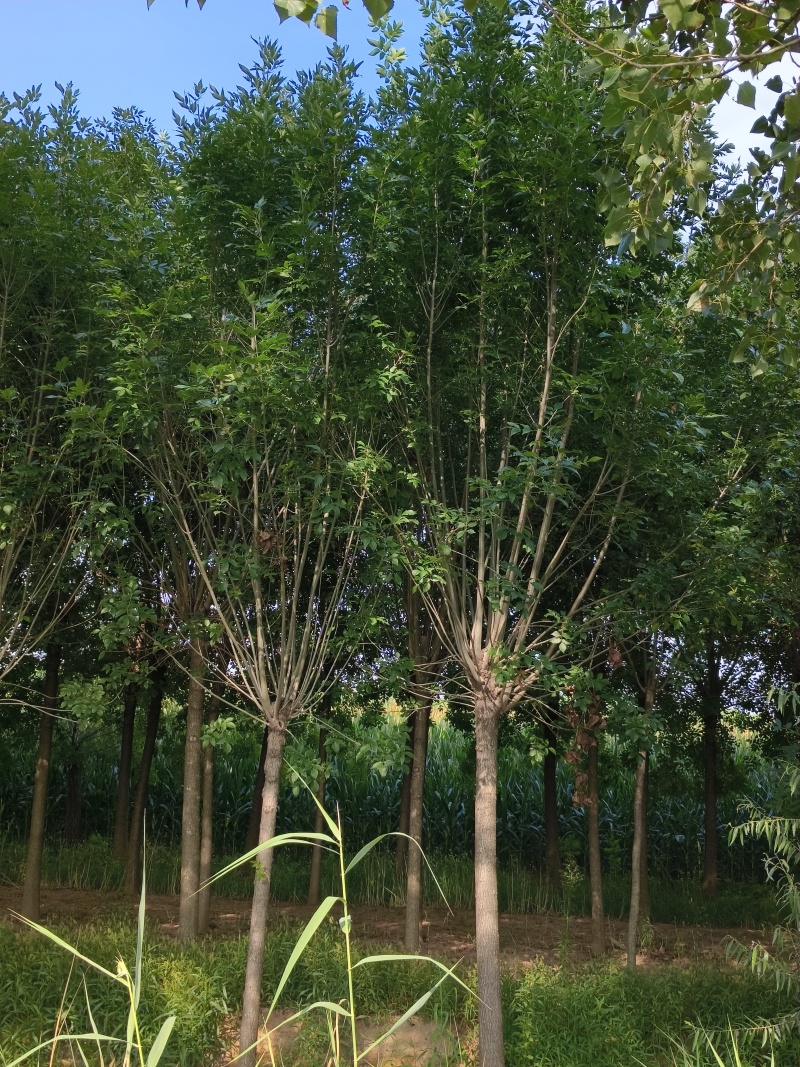 白蜡15公分