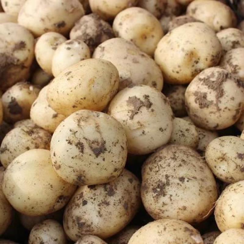 大凉山土豆食品。有50万斤左右。