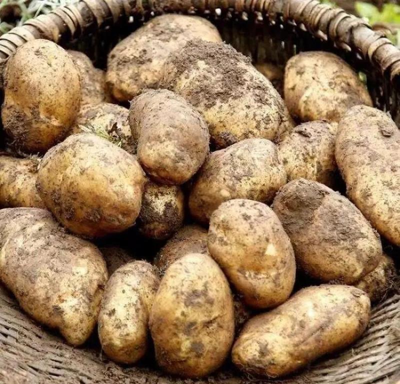 大凉山土豆食品。有50万斤左右。