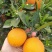 橙子，伦晚，九月红，长虹，