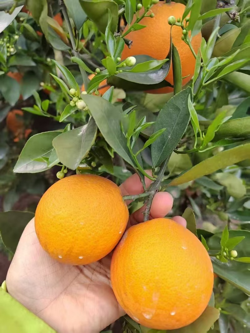 橙子，伦晚，九月红，长虹，