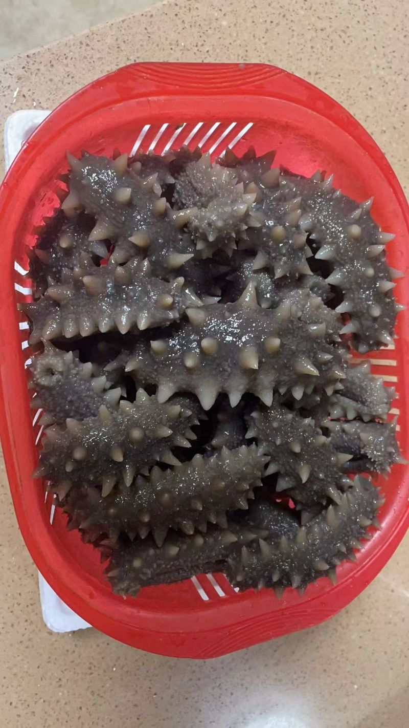 大连长海县海参