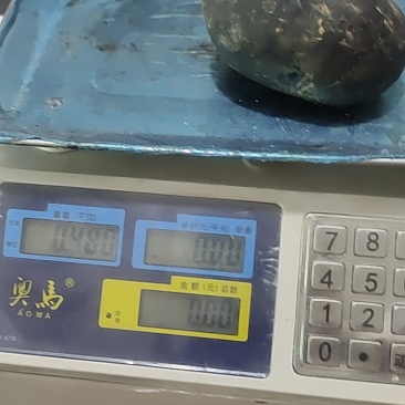 乌灵参