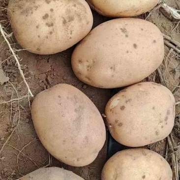 陕北精品土豆，沃土，V7，西森
