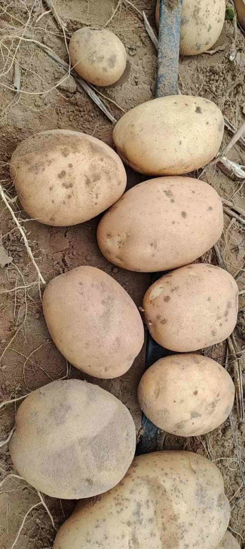 陕北精品土豆，沃土，V7，西森