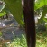 啊勇烧烤茄
