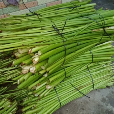 芋梗