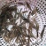 小河虾（冰冻）