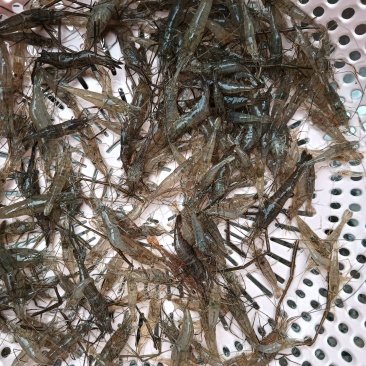小河虾（冰冻）