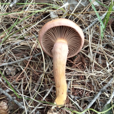 食用红蘑菇
