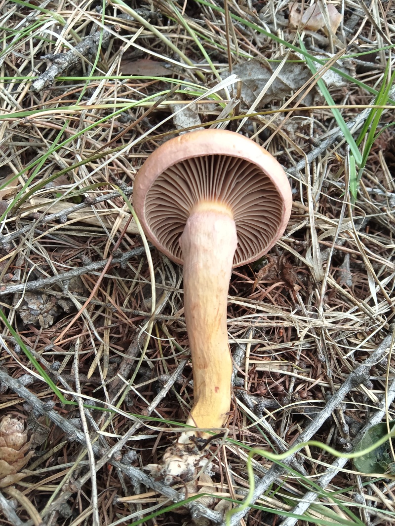 食用红蘑菇