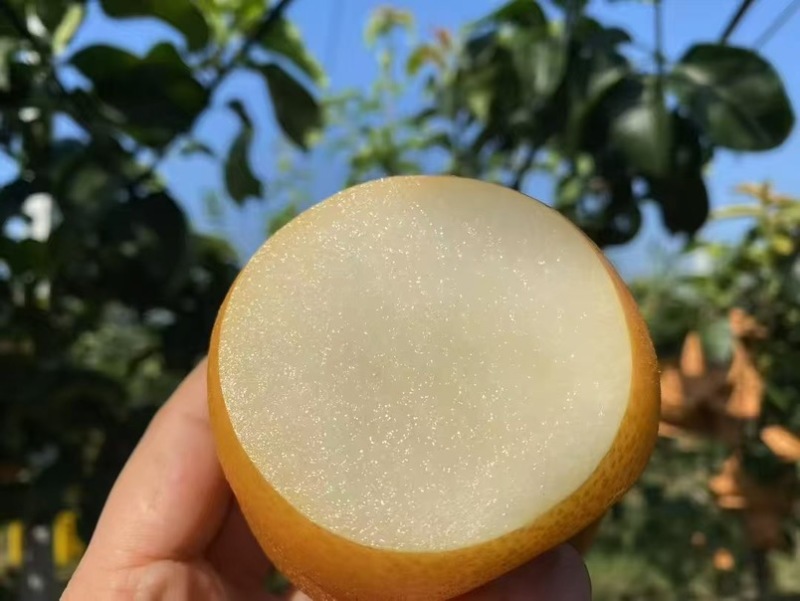 莱阳秋月自产自销，一件代发，量大货好，可开发票