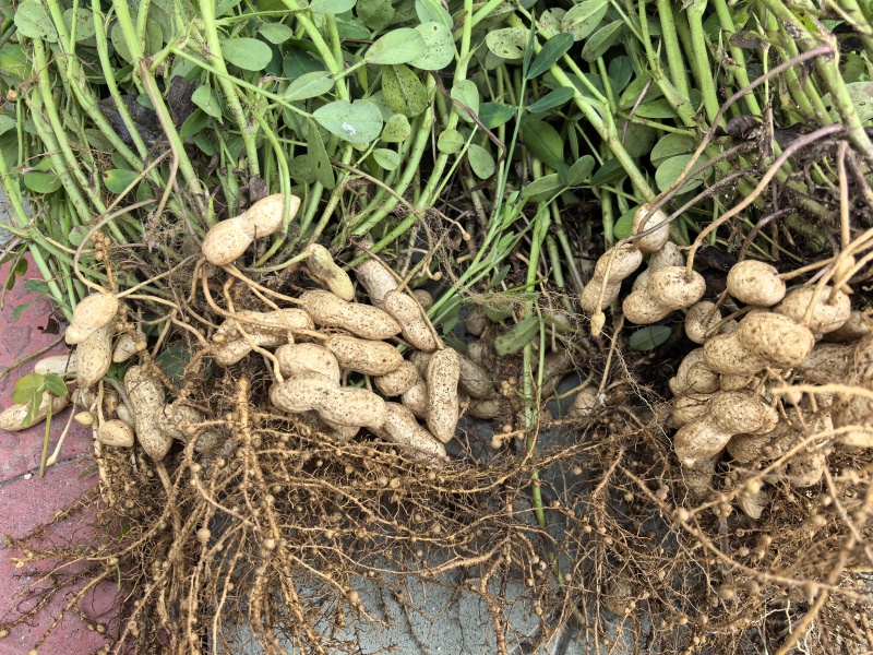 纯白沙地鲜花生