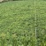 纯白沙地鲜花生