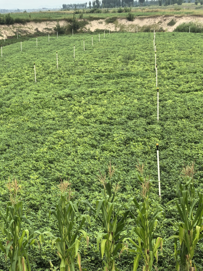 纯白沙地鲜花生