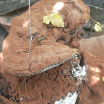 树舌灵芝