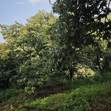 攀枝花板栗
